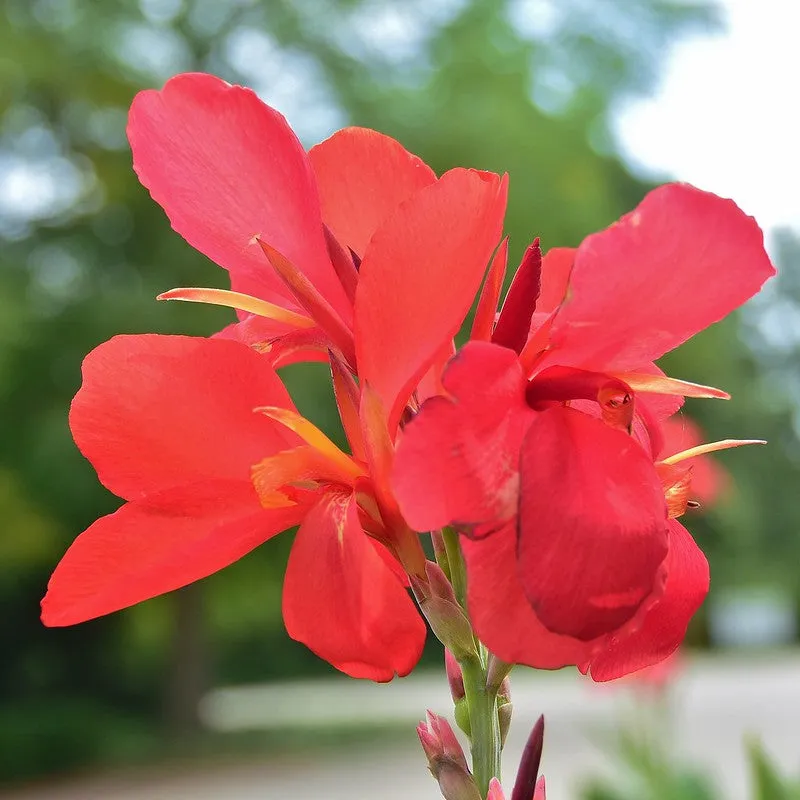 Large Flowered Red Canna  Canna x generalis  10 Seeds  USA Company