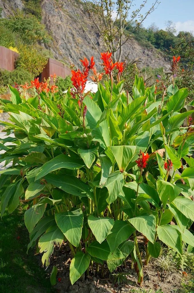 Large Flowered Red Canna  Canna x generalis  10 Seeds  USA Company