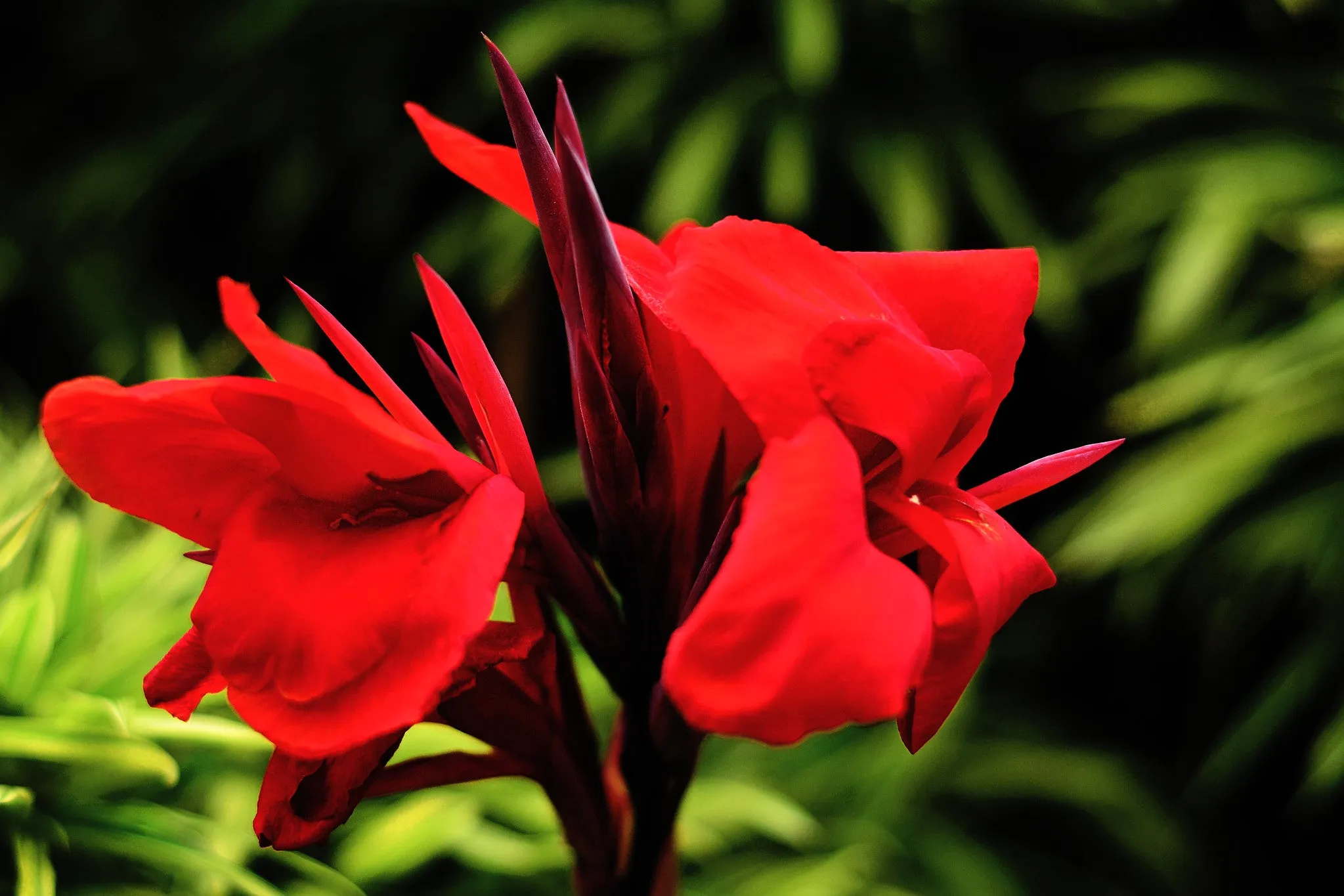 Large Flowered Red Canna  Canna x generalis  10 Seeds  USA Company
